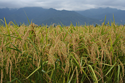 20090909-1.jpg