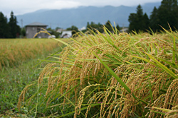 20090909-2.jpg
