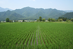 miyasaka090626-1.jpg