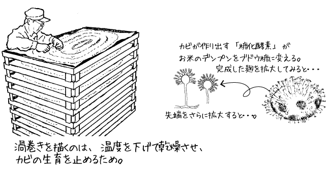 渦巻を描くのは、温度を下げて乾燥させカビの生育を止めるため。カビが作り出す「糖化酵素」がお米のデンプンをブドウ糖に変える。完成した麹を拡大。