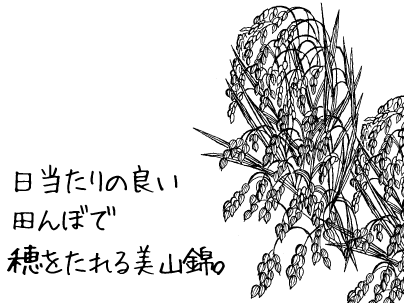 日当たりの良い田んぼで穂をたれる美山錦。