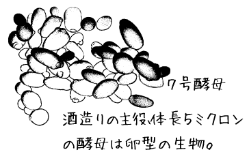 7号酵母。酒造りの主役、体長5ミクロンの酵母は卵型の生物